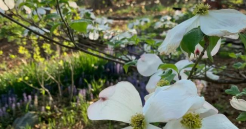 You Won’t Want To Miss The Most Vivid Dogwood Bloom In North Carolina This Spring