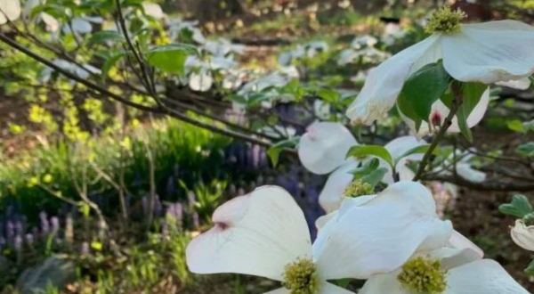 You Won’t Want To Miss The Most Vivid Dogwood Bloom In North Carolina This Spring