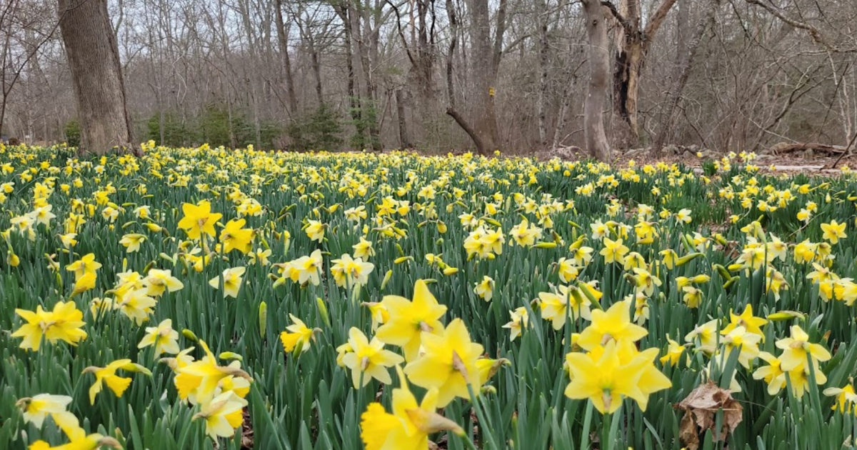 Your Ultimate Guide To Spring Attractions And Activities In Massachusetts