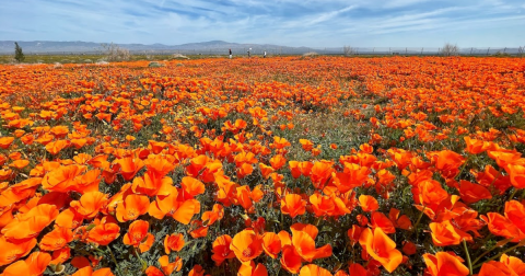 Your Ultimate Guide To Spring Attractions And Activities In Southern California