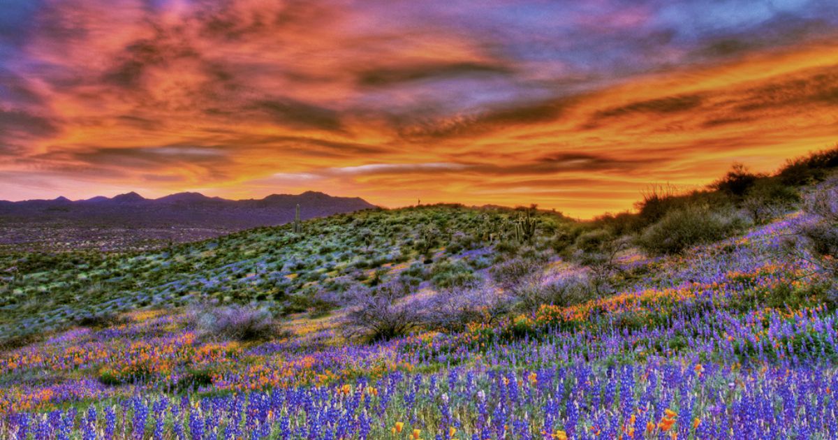 Your Ultimate Guide To Spring Attractions And Activities In Arizona