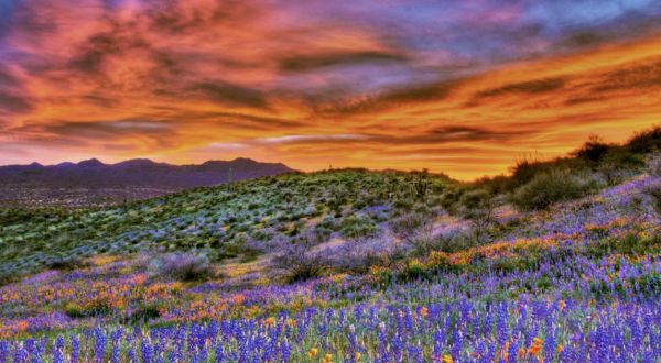 Your Ultimate Guide To Spring Attractions And Activities In Arizona