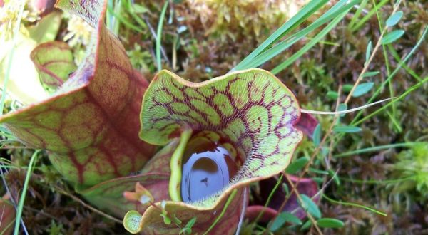 Few People Know Indiana Is Home To Many Species Of Carnivorous Plants