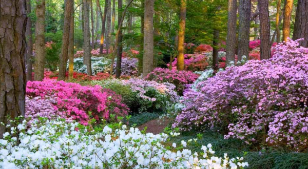 Your Ultimate Guide To Spring Attractions And Activities In Georgia