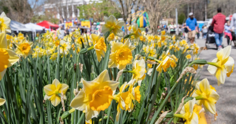 Your Ultimate Guide To Spring Attractions And Activities In Virginia