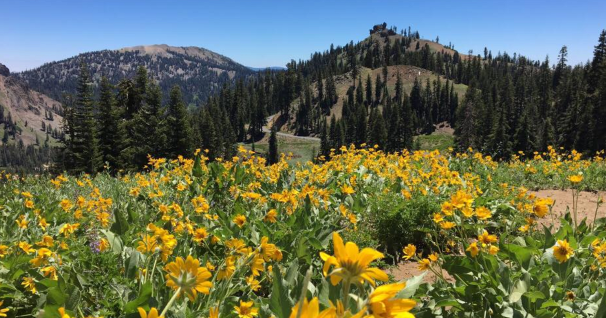 Your Ultimate Guide To Spring Attractions And Activities In Northern California