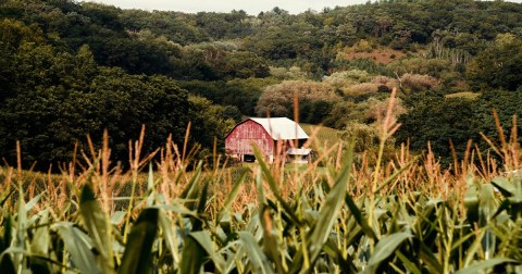 The Little-Known Story Of Bloody Butcher Corn In West Virginia And How It's Making A Big Comeback