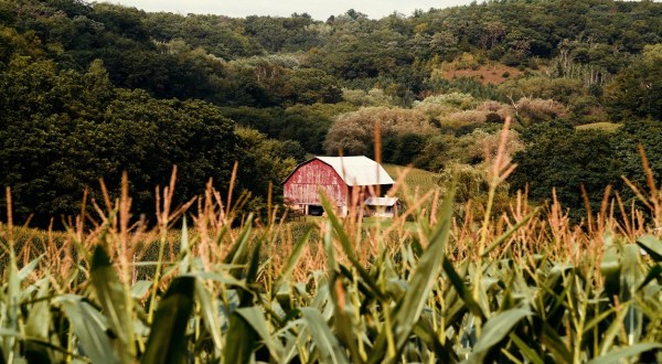 The Little-Known Story Of Bloody Butcher Corn In West Virginia And How It’s Making A Big Comeback