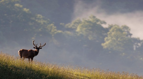 It Will Soon Be Easier Than Ever To View A Wild Elk Herd In West Virginia