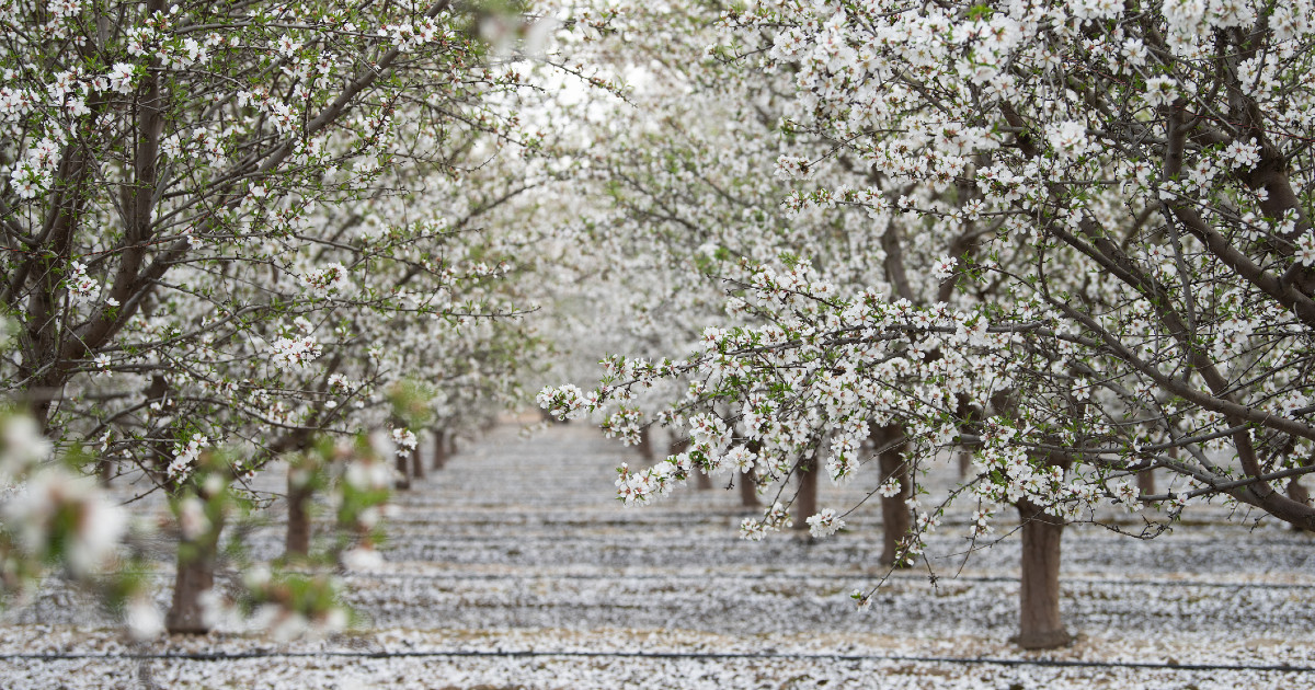 Started In 1962, This NorCal Almond Festival Celebrates The Abundance Of The Season