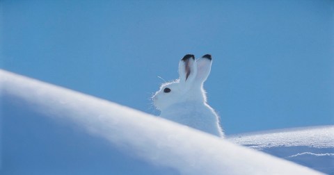 Few People Realize That Snowshoe Hares Still Live In West Virginia