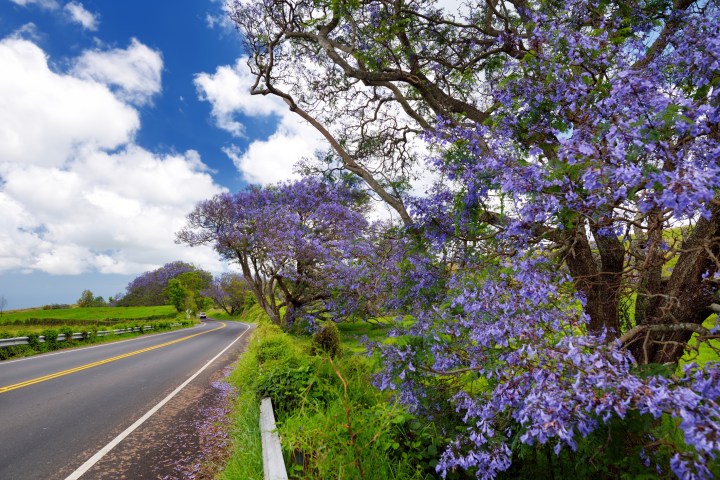 Beautiful purple jacaranda trees flowering along the roads of Maui island, Hawaii, USA