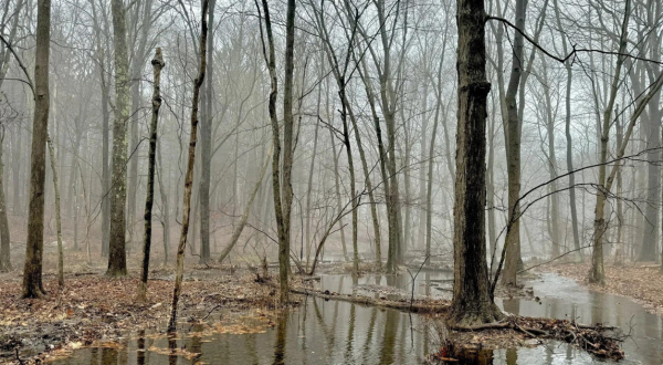 Enjoy A Secluded Connecticut Stroll On A Hidden Gem Path In A Serene Area