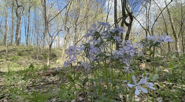 This Easy 2.8-Mile Trail In Indiana Is Covered In Wildflower Blooms In The Springtime