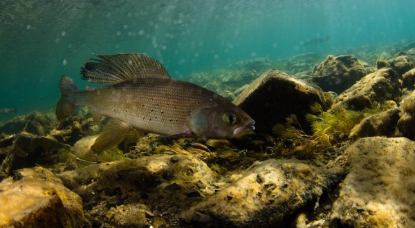 The Little-Known Story Of Arctic Grayling In Michigan And How They’re Making A Big Comeback