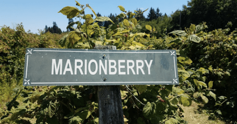 The Little-Known Story Of How The Marionberry Was Created In Oregon