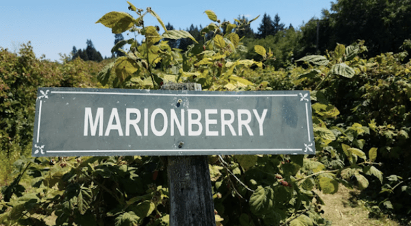 The Little-Known Story Of How The Marionberry Was Created In Oregon