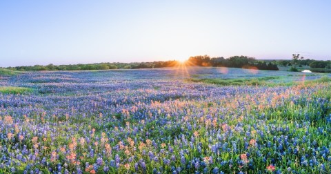 Your Ultimate Guide To Spring Attractions And Activities In Texas