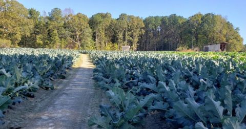 The Little-Known Story Of Collards In North Carolina And How They Are Are Making A Big Comeback