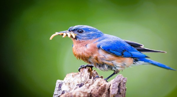 The Little-Known Story Of The Eastern Bluebird In Arkansas And How It’s Making A Big Comeback
