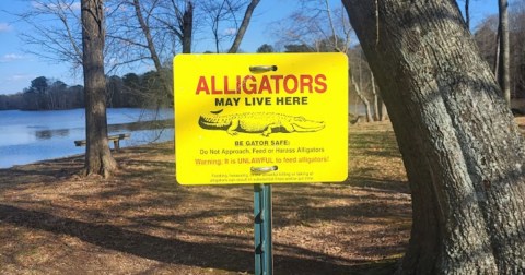 The Little-Known Story Of Alligators In North Alabama And How They're Making A Big Comeback