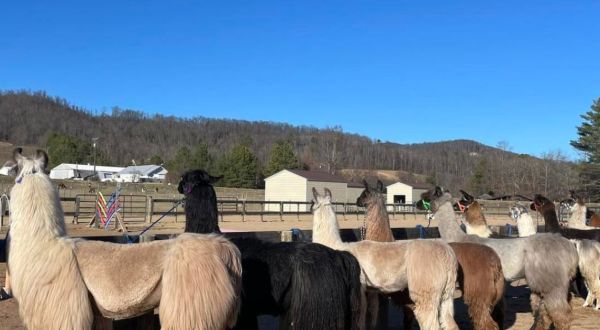 This Unique Ellaberry Llama Farm In North Carolina Is Perfect For A Day Trip Any Time Of Year