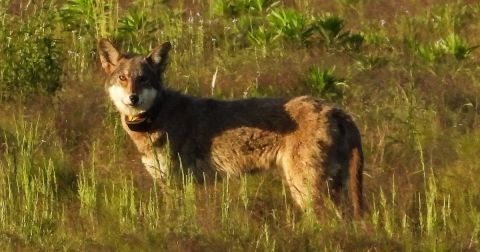 Did You Know North Carolina Is Home To The Only Wild Population Of Red Wolves In The World?