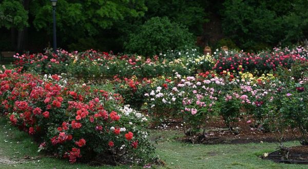 The Little-Known Rose Garden In North Carolina That Will Melt Your Worries Away