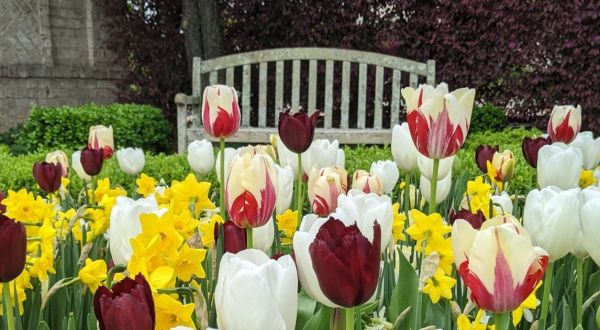 The Paul J. Ciener Botanical Garden Tulips In North Carolina Will Be In Full Bloom Soon, And It’s An Extraordinary Sight To See