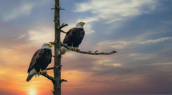 Plot A Course For Bald Eagles On This Wild New Hampshire Adventure Cruise