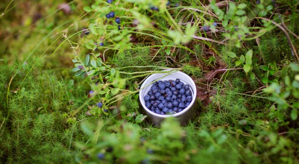 Fill Your Buckets And Bags To The Brim On This New Hampshire Wild Blueberry Hiking Trail