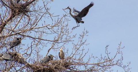Welcome The Herons Back To Minnesota This Spring At This Urban Rookery