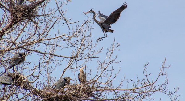 Welcome The Herons Back To Minnesota This Spring At This Urban Rookery