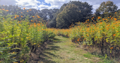 This Easy Trail In Mississippi Is Covered In Wildflower Blooms In The Springtime