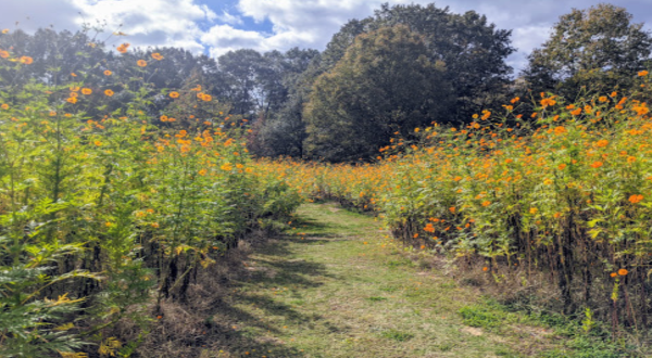 This Easy Trail In Mississippi Is Covered In Wildflower Blooms In The Springtime