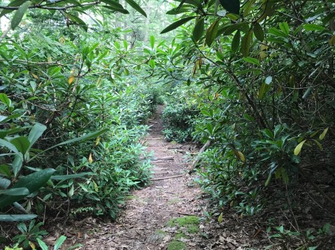 Fill Your Buckets And Bags To The Brim On This Pennsylvania Wild Blueberry Hiking Trail