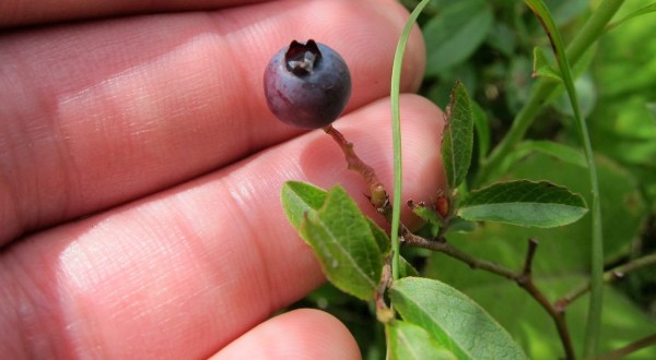 Fill Your Buckets And Bags To The Brim On This Minnesota Wild Blueberry Hiking Trail