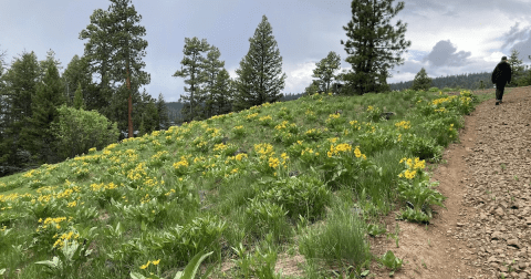 This Easy 4-Mile Trail In Idaho Is Covered In Wildflower Blooms In The Springtime