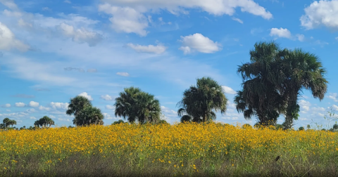 This Easy 2.4-Mile Trail In Florida Is Covered In Wildflower Blooms In The Springtime