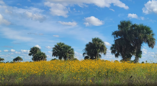 This Easy 2.4-Mile Trail In Florida Is Covered In Wildflower Blooms In The Springtime