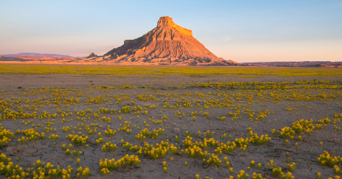 This Recreational Area In Utah Is Covered In Flower Blooms In The Springtime