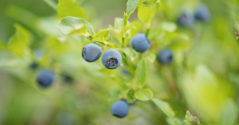 Fill Your Buckets And Bags To The Brim On This Rhode Island Wild Blueberry Hiking Trail