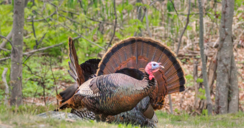 The Little-Known Story Of Wild Turkeys In Rhode Island And How They’ve Made A Big Comeback