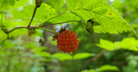 Fill Your Buckets And Bags To The Brim On This Washington Park's Salmonberry Hiking Trails