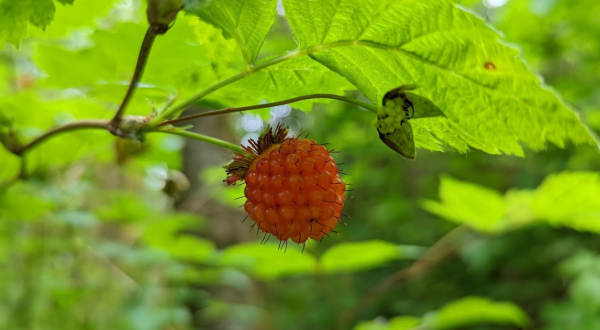 Fill Your Buckets And Bags To The Brim On This Washington Park’s Salmonberry Hiking Trails