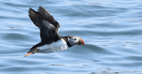 The Little-Known Story Of Atlantic Puffins In Maine And How They Made A Big Comeback