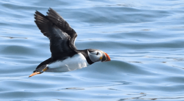 The Little-Known Story Of Atlantic Puffins In Maine And How They Made A Big Comeback