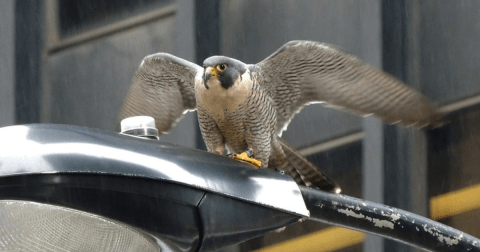 The Little-Known Story Of Peregrine Falcons In Illinois And How They've Made A Big Comeback