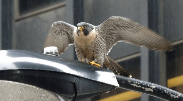 The Little-Known Story Of Peregrine Falcons In Illinois And How They’ve Made A Big Comeback