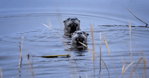 The Little-Known Story Of River Otters In Nebraska And How They're Making A Big Comeback